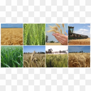 Of Wheat Planting Seed - Field, HD Png Download