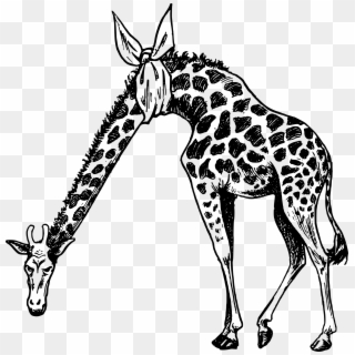 This Free Icons Png Design Of Hurt Neck Giraffe, Transparent Png