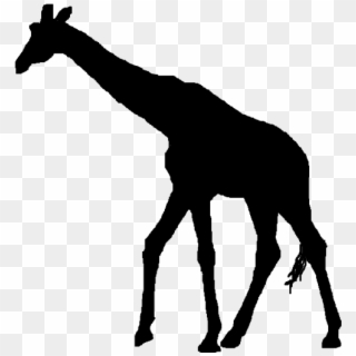 Graphic Free Library Africa Clipart African Giraffe - Giraffes Silhouette No Background, HD Png Download