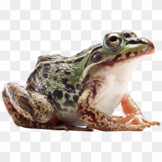 Download Frog Png Images Background - Bull Frog Png, Transparent Png