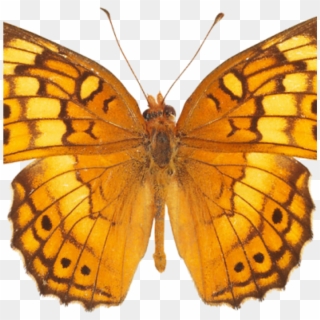 Butterfly Image Free Download Butterfly Png Image Free - Yellow Orange Butterfly Png, Transparent Png