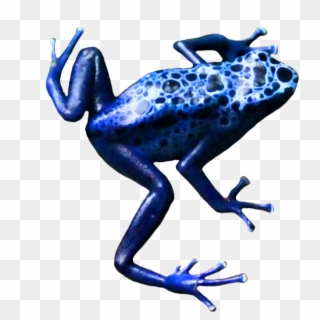 Crazy Frog Png - Phyllobates, Transparent Png