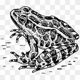 Frog Png, Transparent Png