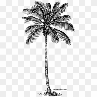 This Free Icons Png Design Of Coconut Palm, Transparent Png