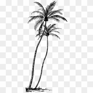 This Free Icons Png Design Of Coconut Palm 4, Transparent Png
