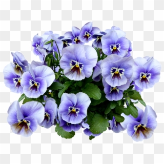 Pansy, Png, Spring, Blossom, Bloom, Flower, Blue - Pansy Flower Png, Transparent Png