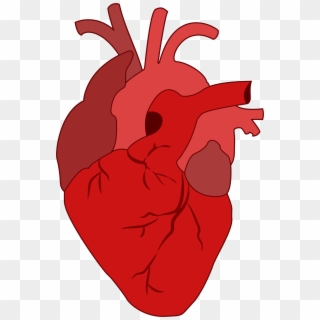 Big Image - Cartoon Transparent Realistic Heart, HD Png Download