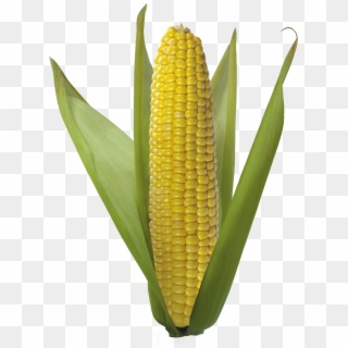 Corn - Ear Of Corn Png, Transparent Png
