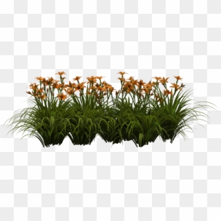 0 Png - Daylilies Png, Transparent Png