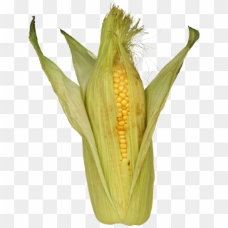 Corn Png Image - Кукуруза Пнг, Transparent Png