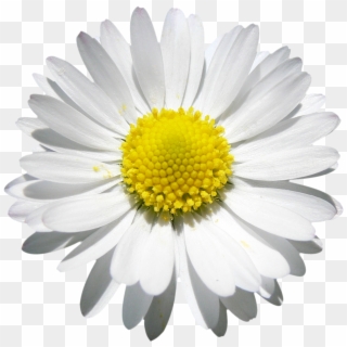 Daisy Beauty, Png File, Attention Only The Maximum - Yellow And White Flower Png, Transparent Png