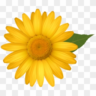Yellow Daisy Png Image - Daisy Flower Clipart Png, Transparent Png