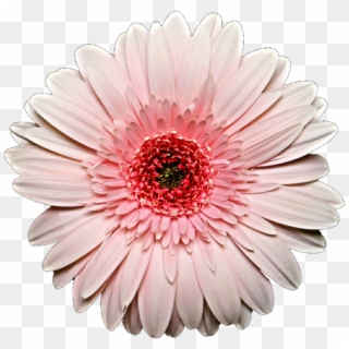 Pink Daisy Png, Transparent Png