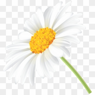 Daisy Transparent Clip Art Png Image - Oxeye Daisy, Png Download