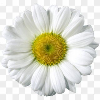 Free Clip Art - White Gerber Daisy Png, Transparent Png