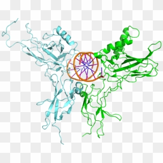 3do7 Nfkb Relb Dna, HD Png Download