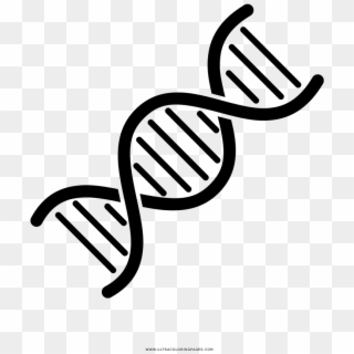 Dna Coloring Page - Genetic Records, HD Png Download