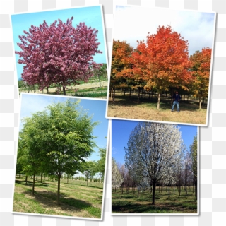 Acre Nursery Located On Maryland's Eastern Shore, We - Swamp Maple, HD Png Download