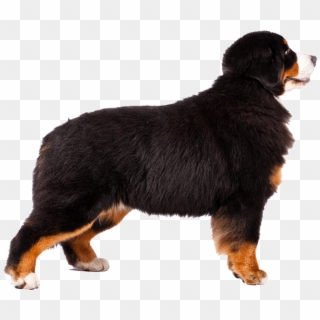 Bernese Moutain Dog Pictures - Transparent Bernese Mountain Dog Png, Png Download