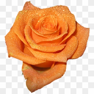 #orange #floral #rose #tumblr - Orange Transparent Flowers, HD Png Download