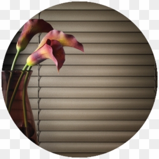 Features & Benefits - Moth Orchid, HD Png Download