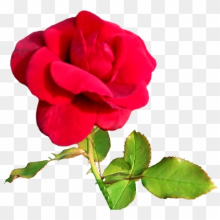 Rose Clipart Rosebud Pink - Free Valentine Clip Art, HD Png Download