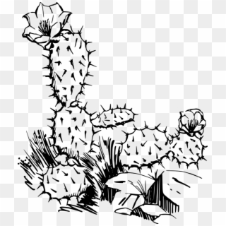 Drawing Of Cactus Plant, HD Png Download