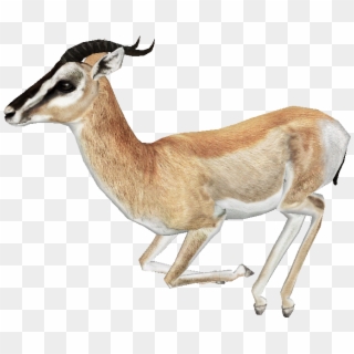 Download Gazelle Png Free Download - Gazelle Png, Transparent Png