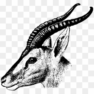 Africa Gazelle Head Horn - Gambar Kijang, HD Png Download