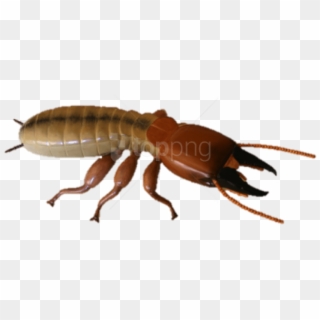 Download Termite Hd Photo Png Images Background - Termites Soldier, Transparent Png