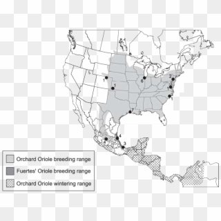 Ranges Of Orchard And Fuertes's Orioles - Loggerhead Shrike Range, HD Png Download