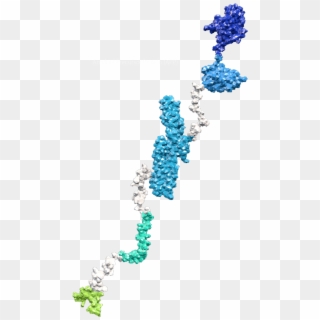 Amyloid Precursor Protein - Illustration, HD Png Download