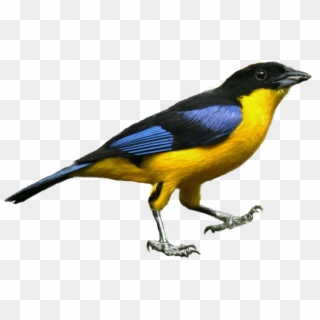 Blue Tanager Encode Clipart To Base Optimized - Eurasian Golden Oriole, HD Png Download