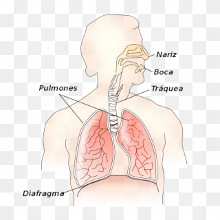 File - Respiratory System-es - Svg - Epiglottis Above The Larynx, HD Png Download