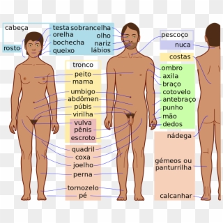Human Body Features-pt - Anexo Partes Del Cuerpo Humano, HD Png Download