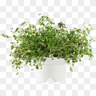 Thyme Plant Png - Transparent Thyme Png, Png Download