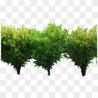 Transparent Shrub Free On Dumielauxepices Net Row - Background Bushes Png, Png Download