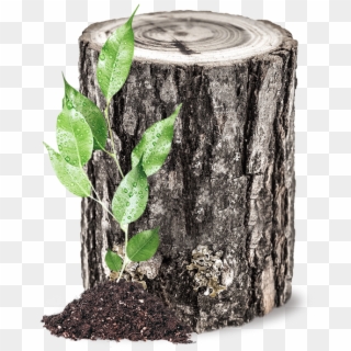 Tronco , Png Download - Tree Stump, Transparent Png