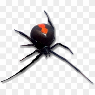 Post - Red Back Spider, HD Png Download
