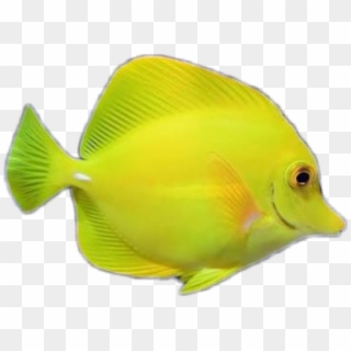 #fish #yellow #peixe - Pomacentridae, HD Png Download