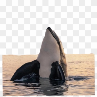 Baleia Sticker - Tromso Killer Whales, HD Png Download