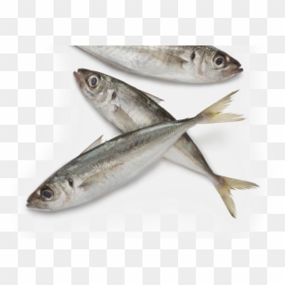 Fish - Pacific Saury, HD Png Download