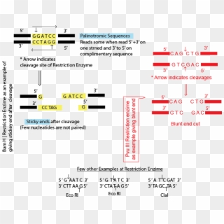 Cleavage Sites Of Restriction Endonucleases - Restriction Enzyme Recognition Site, HD Png Download