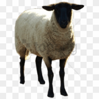 Free Png Sheep Png Images Png Image With Transparent - Black Sheep, Png Download