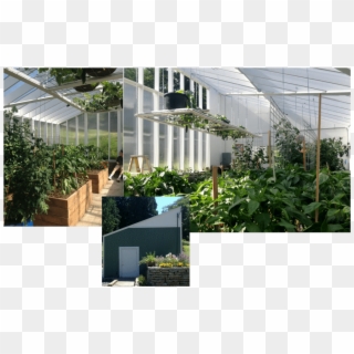 Our Greenhouse With Double Paneled Hog Wire Tomato - Greenhouse, HD Png Download
