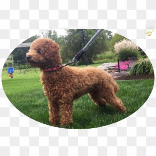 About This Puppy - Standard Poodle, HD Png Download