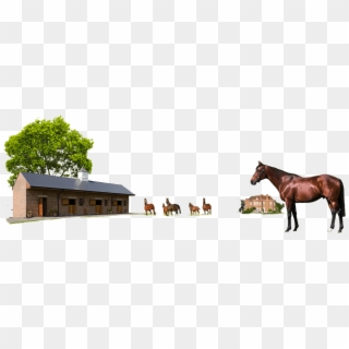 Group Of Horses In Front Of A Stable - Sorrel, HD Png Download