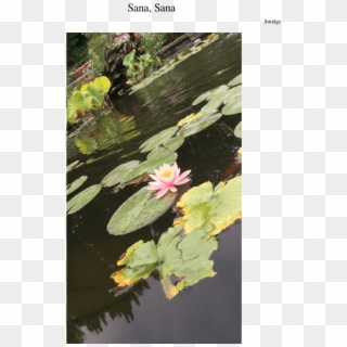 Sana, Sana - Sacred Lotus, HD Png Download