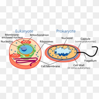 Cell Biology Wikipedia - Prokaryotes And Eukaryotes, HD Png Download