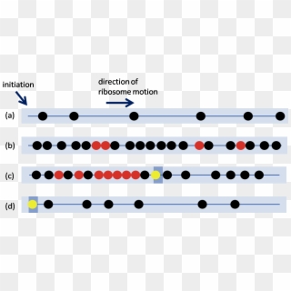 The Presence Of Slow Codons Within A Sequence Can Cause - Ribosome Traffic Jam, HD Png Download
